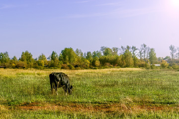 Cow grazing in fresh pastures