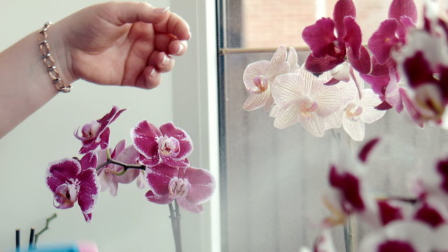 Woman waters, sprays orchids at a window