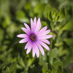 Pink daisy close-up