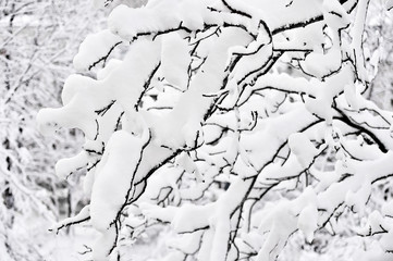Tree branches loaded with snow after heavy snowfall
