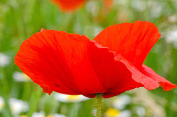 Color of summer: red poppy :)