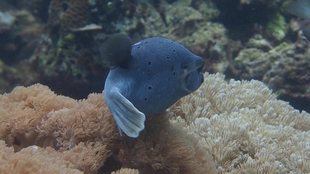 Pufferfish