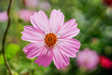 Obraz premium Cosmos flower in the garden