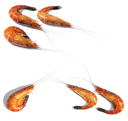 shrimps close up on white background