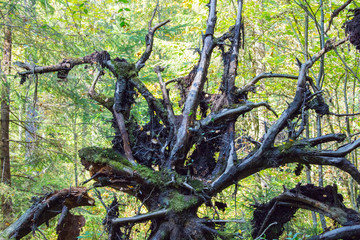 Branched roots of trees in the forest after a windfall in the territory of the ancient settlement
