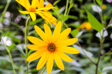 Jerusalem artichoke flower
