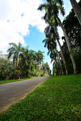 Royal Botanical Garden Peradeniya, Sri Lanka