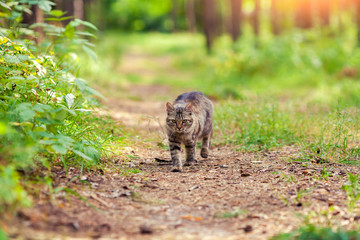 Cat walking in the forest in summer