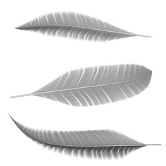 Collection of gray feathers of birds