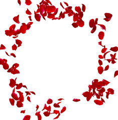 Petals dark roses are flying in a circle