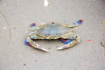 Horse crab on the beach