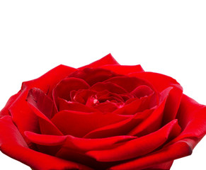 Dark red rose isolated on white background