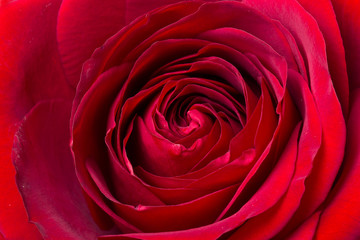 Dark red rose in macro scale