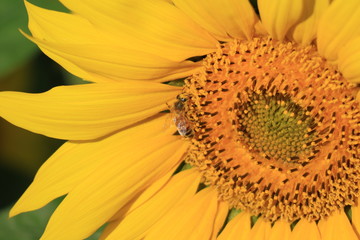 ヒマワリとミツバチ