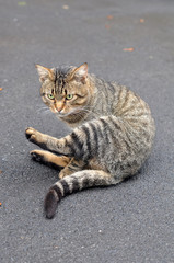 Cat washing itself