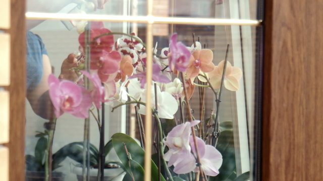 Female sprays fertilize orchids at a window