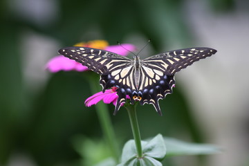 アゲハチョウと花