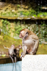 Thai monkey in public park