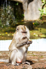 Thai monkey in public park
