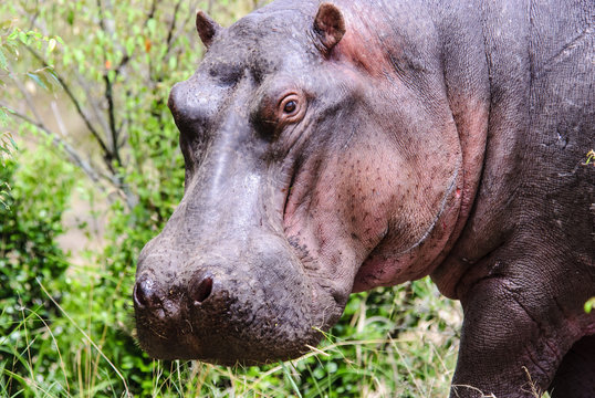 Profile of the face of a Hippo