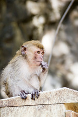 Thai monkey in public park