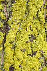 Maritime Sunburst Lichen (Xanthoria parietina) on bark of poplar