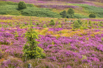 Colorful scottish landscape