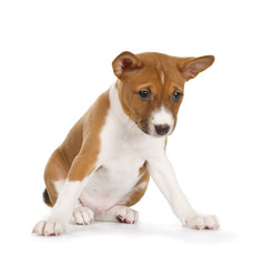 Basenji puppy