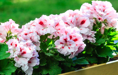 Rosafarbene Englisch Geranien