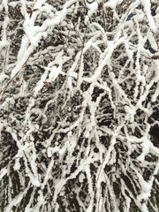 bushes under snow in garden