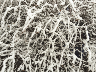 bushes under snow in garden