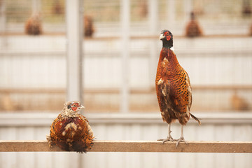 Pheasants on a poultry farm. Two pheasants sitting on a crossbea