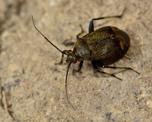 Polymerus nigrita Mirid bug. A small bug (5mm) in the family Miridae with golden hair.  This insect is associated with bedstraws.
