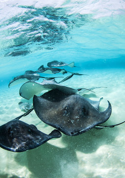 stingray city