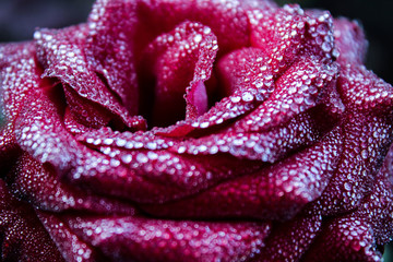 red rose in morning dew