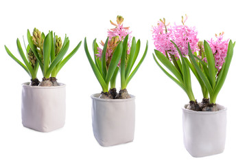 Three stages of growth of a hyacinth flower