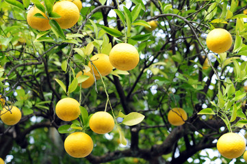 Citrus Hassaku orange-3