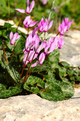 Cyclamen Cyprium flowers growing in a forest
