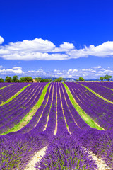 Fototapeta na wymiar blooming lavander fields in Provance, France