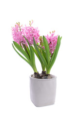 Fototapeta na wymiar Bblossoming hyacinth flower in flowerpot