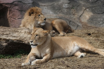 夫婦のライオン
