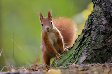 Squirrel and pose by the tree