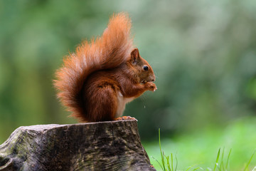 Squirrel and snack on the stump