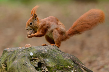 The squirrel on the stump with a whole walnut in its mouth
