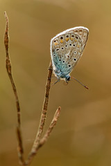 Macro Common Blue morning when heated