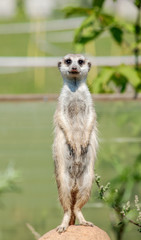 Meerkat standing on the stone