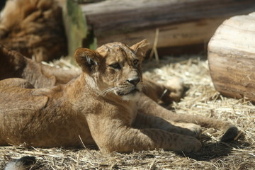 Naklejka premium 子ライオン 