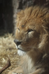 Fototapeta premium オスライオン 