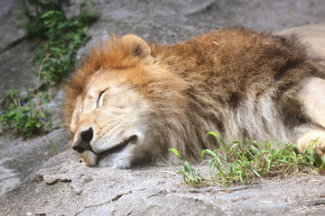 オスライオン
