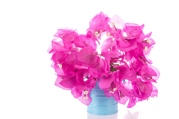 Pink Bougainvillea flower in blue pot on white